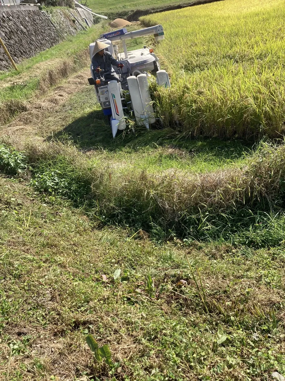 令和5年広島県産「中生新千本」種もみ 10kg 令和5年広島県産「中生新千本」種もみ 16kg