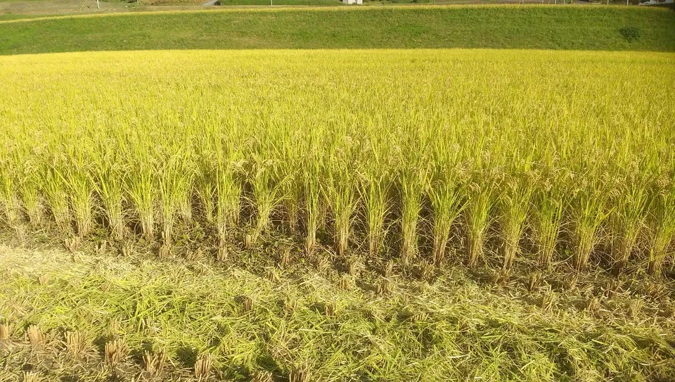 令和7年度産 ＜中生新千本＞白米/玄米 自然栽培・自家採種 まごころ