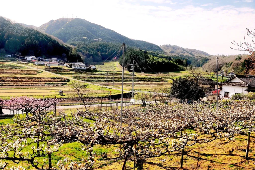 令和7年度産 ＜中生新千本＞白米/玄米 自然栽培・自家採種 まごころ