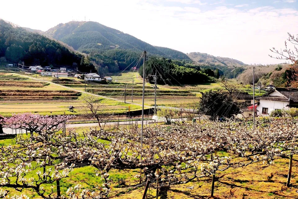 令和7年度産 ＜中生新千本＞白米/玄米 自然栽培・自家採種 まごころ