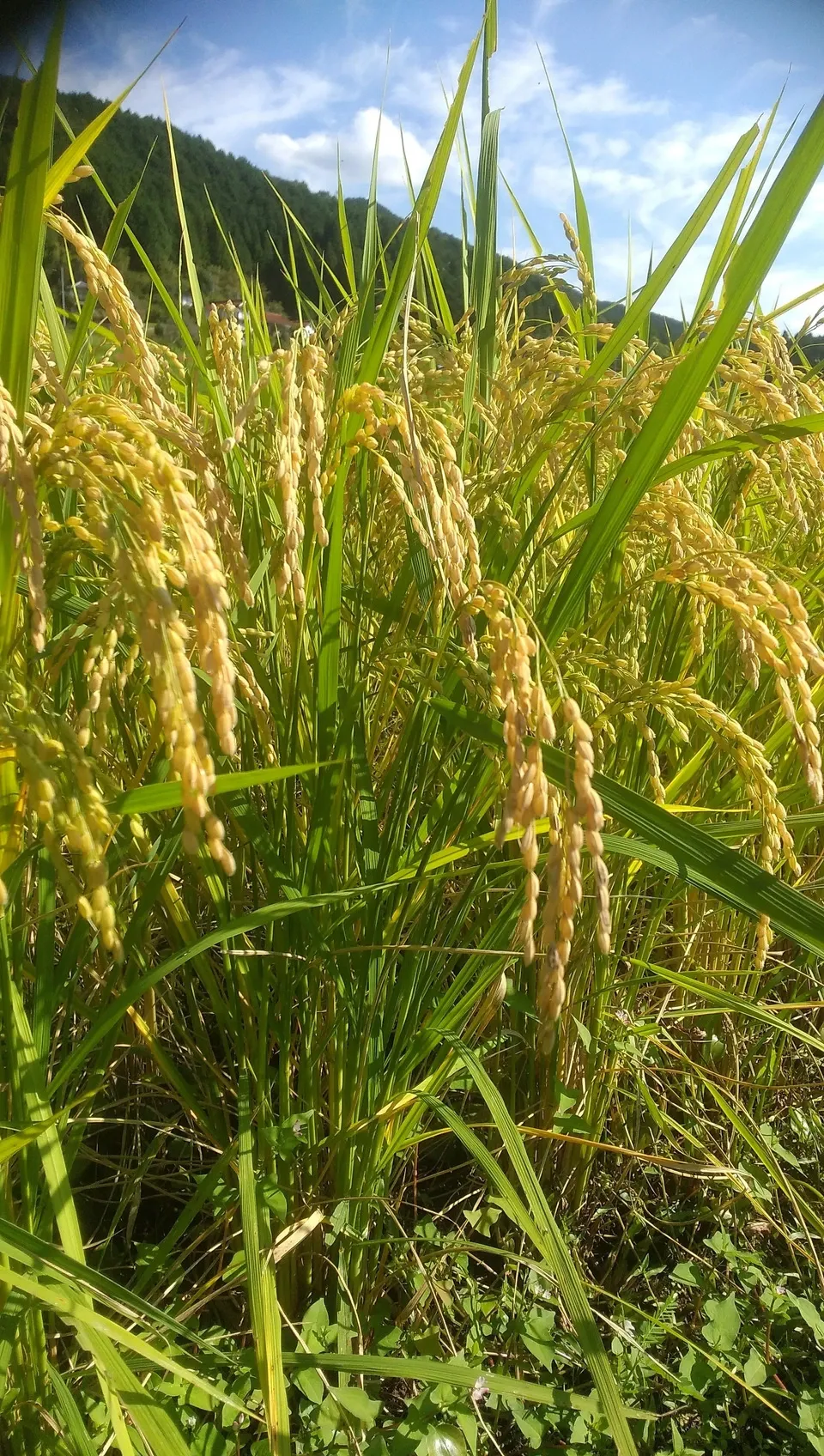 令和5年広島県産「中生新千本」種もみ 10kg 令和5年広島県産「中生新千本」種もみ 16kg