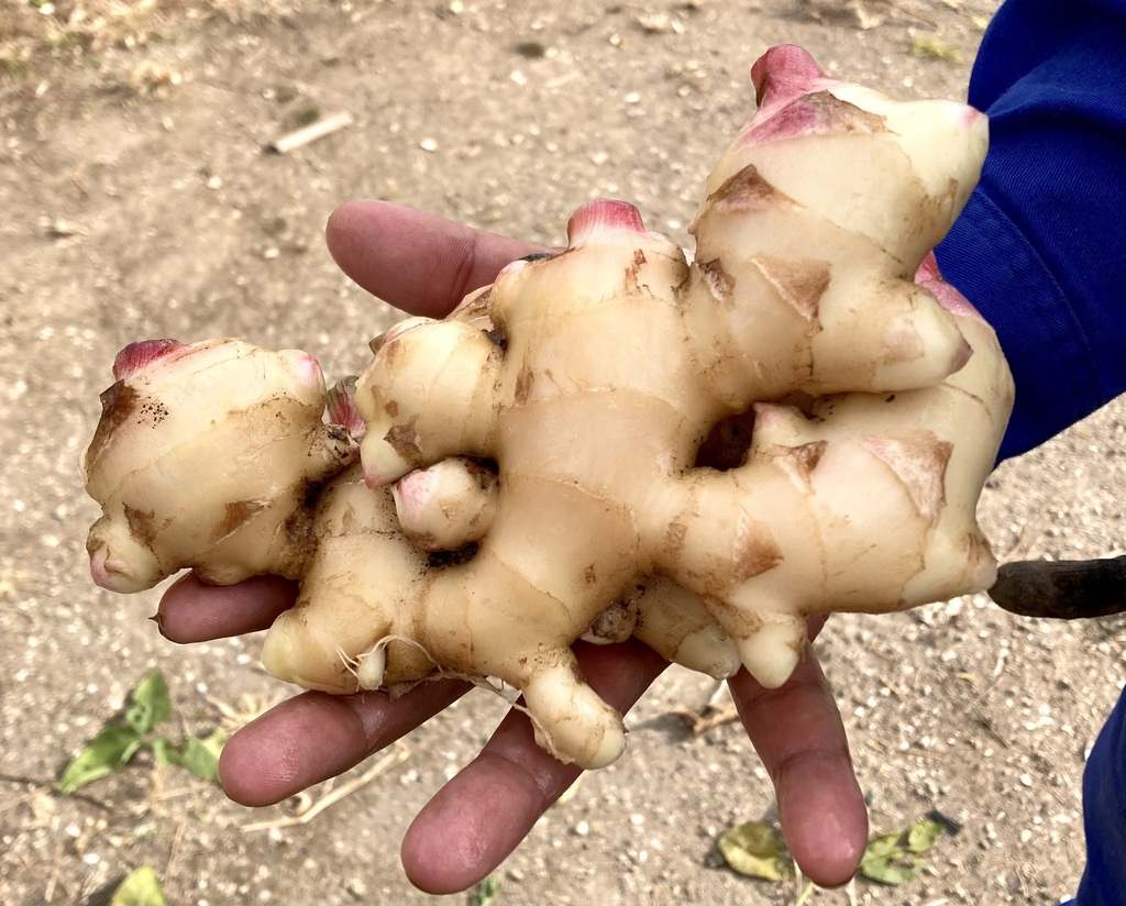 千葉県産　近江生姜　種生姜　10kg　大生姜 生姜種子】大生姜（おおしょうが）千葉県産「近江生姜」（おうみ