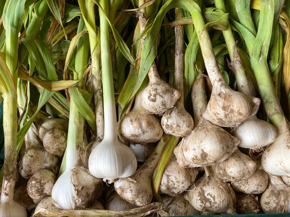 ジャンボニンニク マリポ農園 (千葉県産) にんにく通販 - たべるとくらすと