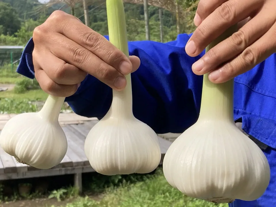 ジャンボニンニク マリポ農園 (千葉県産) にんにく通販 - たべる