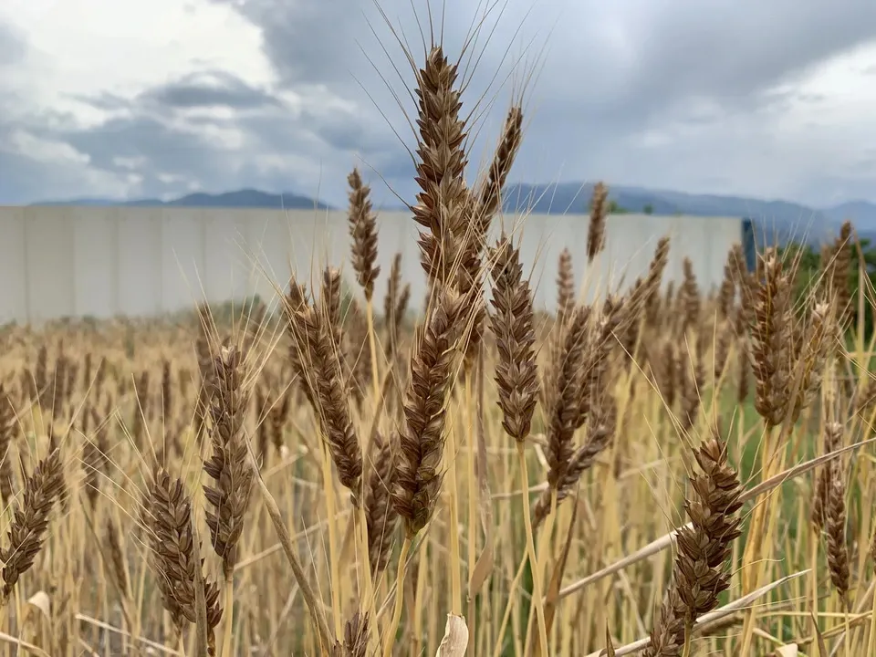 農薬・除草剤・化学肥料不使用「地粉うどんセット」【ギフト】