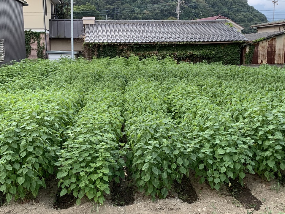 ギフトボックス入り「えごま油」農薬・化学肥料不使用　生搾り　