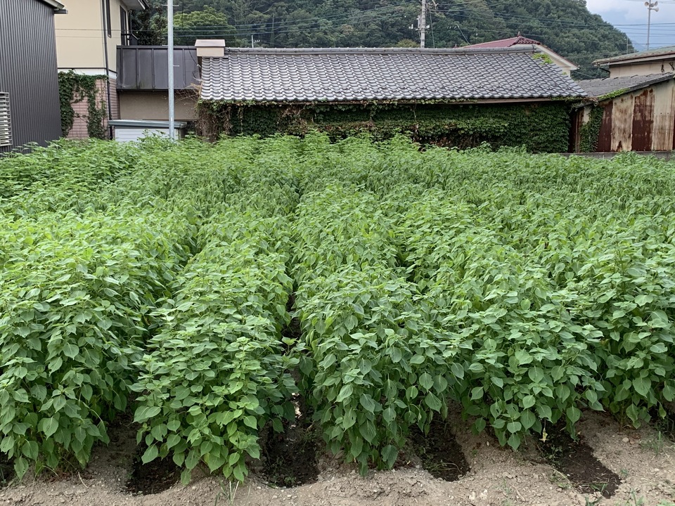 「えごま油」農薬・化学肥料・除草剤不使用　生搾り