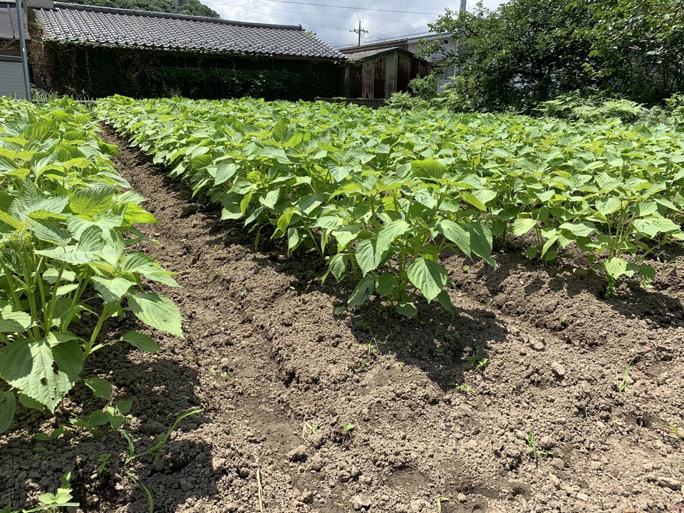 ギフトボックス入り「えごま油・柿酢」セット　