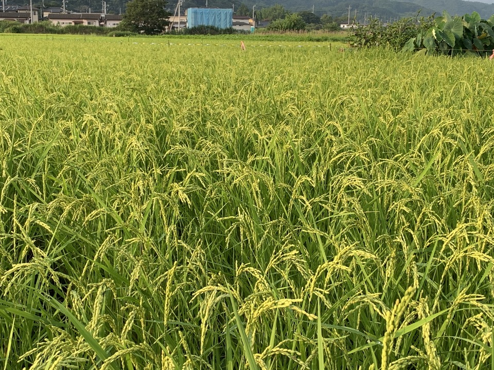 ギフトボックス入り「柿酢・本みりん」セット