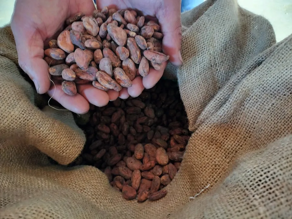 【ハーフサイズ】手作りハイカカオチョコレート/カカオときび砂糖のみ/乳化剤・保存料無添加
