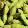 丹波黒大豆枝豆さやのみ