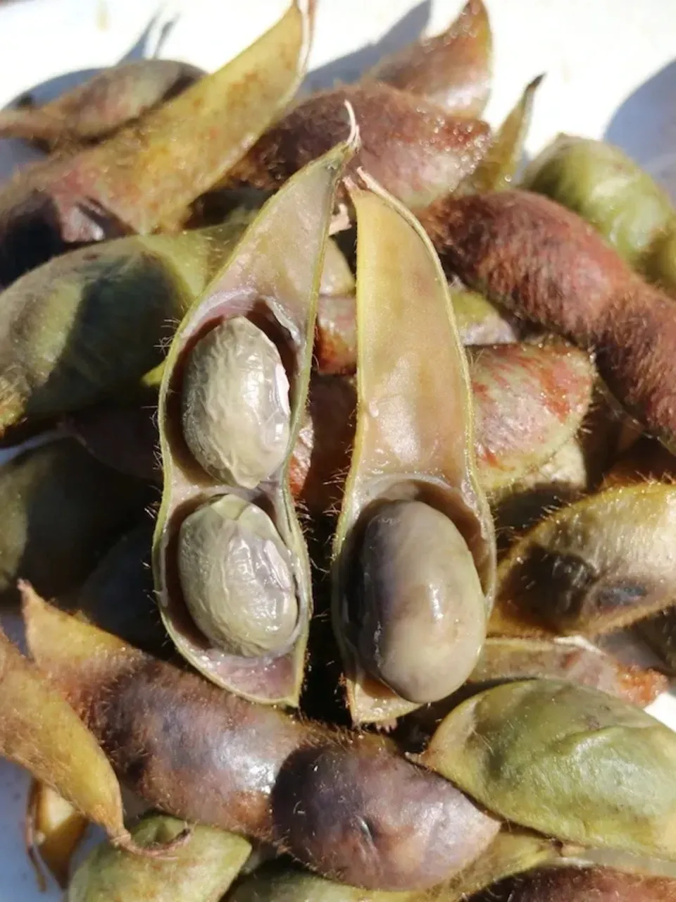 本場！兵庫県丹波篠山市産＜丹波黒大豆枝豆　５００g＞無農薬・無化学肥料栽培