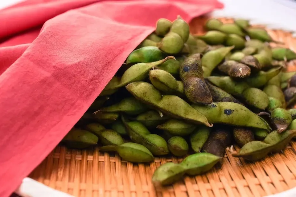 本場！兵庫県丹波篠山市産＜丹波黒大豆枝豆 500g＞無農薬・無