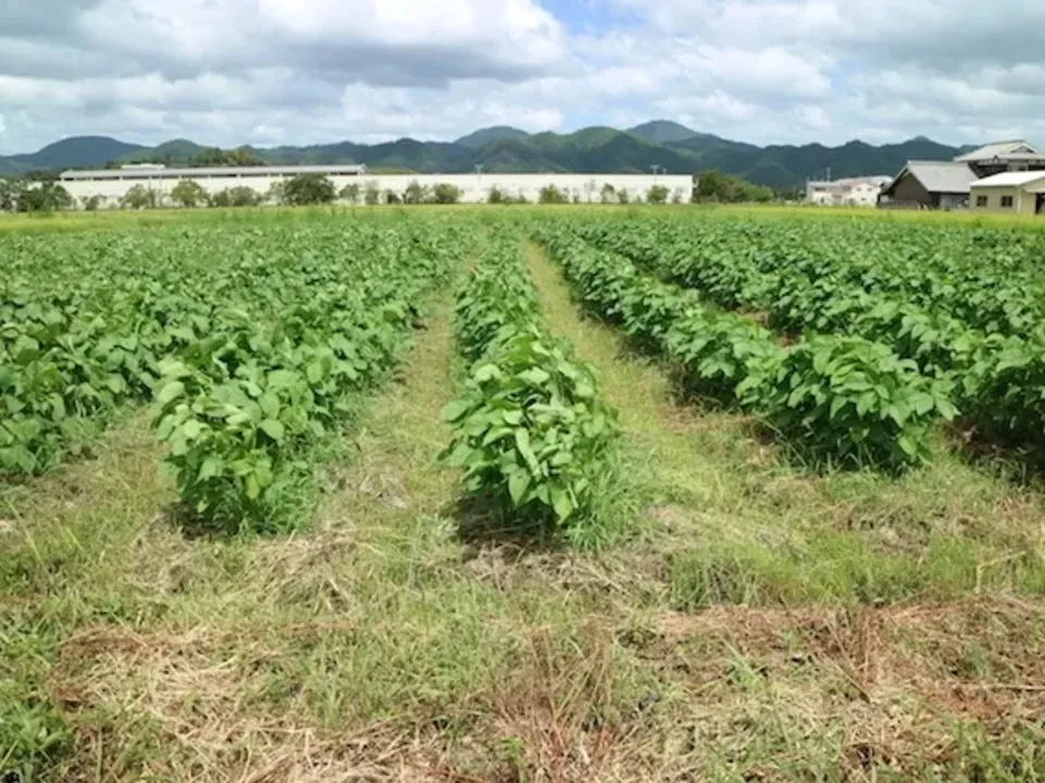 本場！兵庫県丹波篠山市産＜丹波黒大豆枝豆　５００g＞無農薬・無化学肥料栽培
