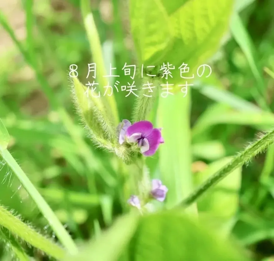 本場！兵庫県丹波篠山市産＜丹波黒大豆枝豆　５００g＞無農薬・無化学肥料栽培
