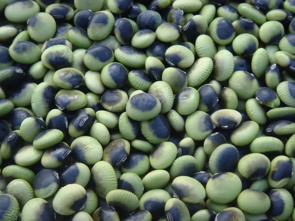 豆【鞍掛豆　２００g】ユニークな模様とコリコリ食感が特徴の大豆です