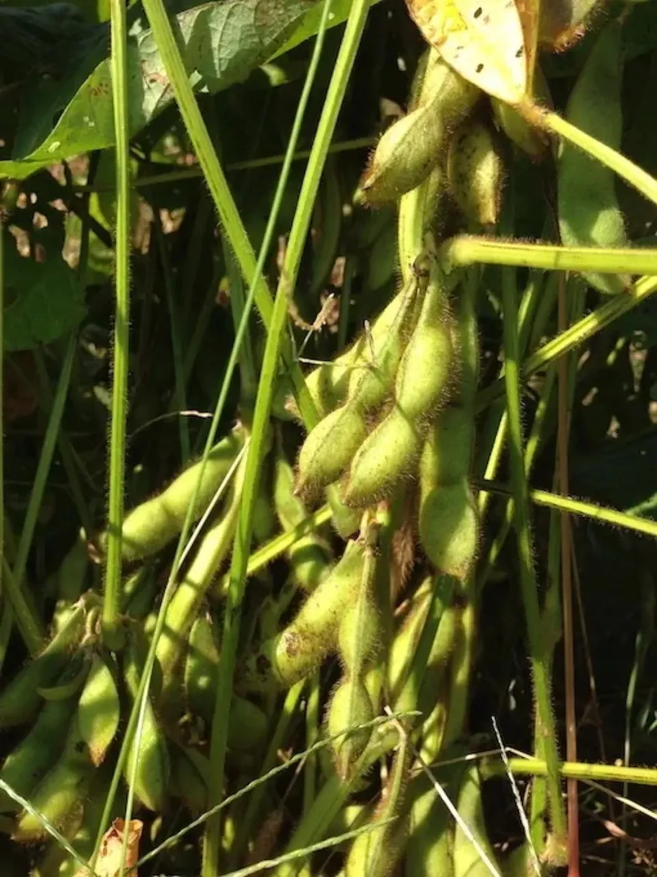 本場！兵庫県丹波篠山市産＜丹波黒大豆枝豆　５００g＞無農薬・無化学肥料栽培