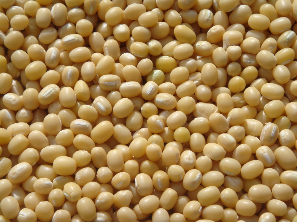 豆【丹波白小豆 200g】上品すぎる姿と味・・・純度100%の白餡は絶品です