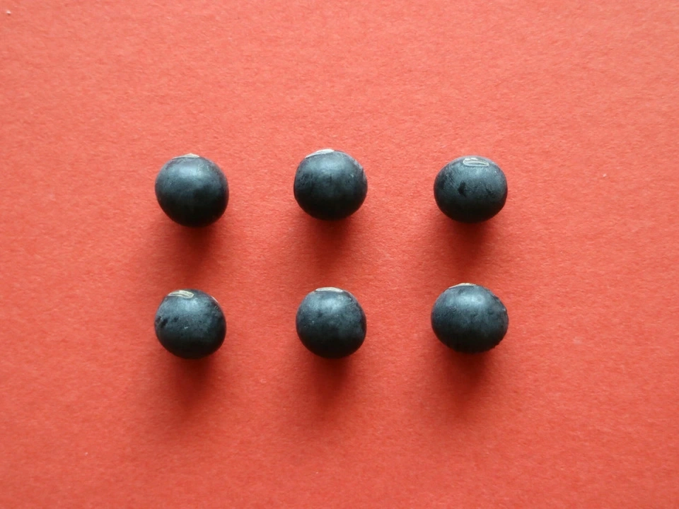 豆【お正月用 丹波黒大豆 200g 8袋】本場丹波篠山産の丹波黒です