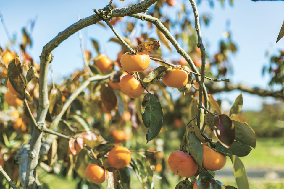 岐阜県産富有柿100％＜柿みつ＞着色料・保存料不使用/柿だけで作る甘み