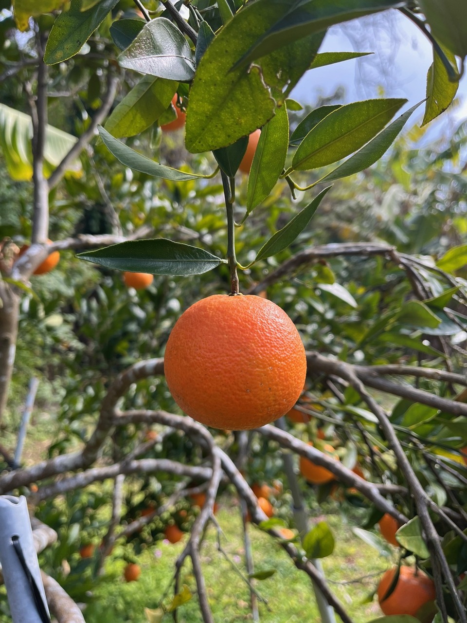 無選別）ジューシーで甘い 希少な屋久島たんかん5kg ミミズ果樹園