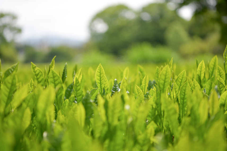 2026年新茶 在来種 煎茶<至極の一杯>リーフ ティーバッグ