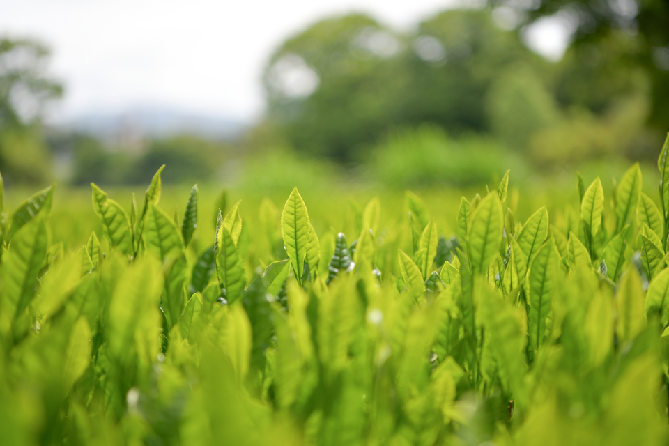 粉末緑茶 石臼挽き 製菓にも◎ 一番茶詰みの柔らかい新芽が原料 農薬を使わずに育てたお茶
