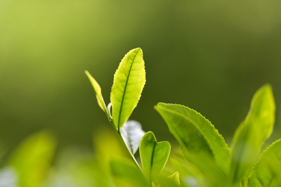 粉末緑茶 石臼挽き 製菓にも◎ 一番茶詰みの柔らかい新芽が原料 農薬を使わずに育てたお茶
