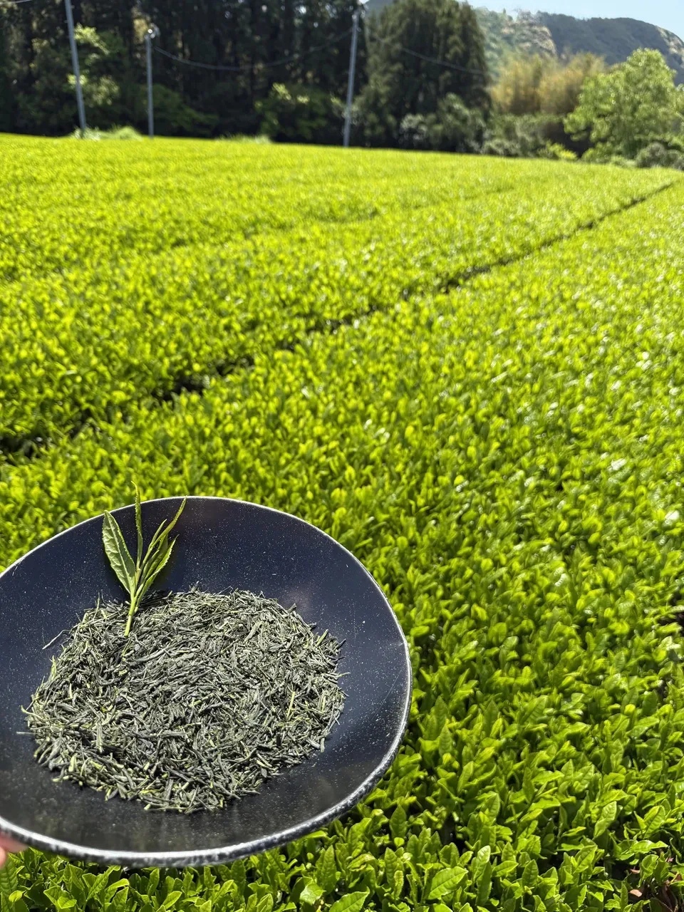 【母の日】新茶ギフト【茶筒セット】 農薬・化学肥料を使わず育てた2026年産の新茶(荒茶)詰め合わせ