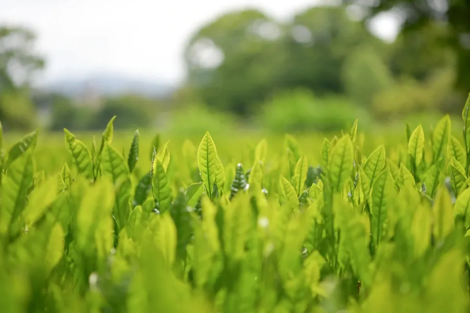 【母の日】新茶ギフト【茶筒セット】 農薬・化学肥料を使わず育てた2026年産の新茶(荒茶)詰め合わせ