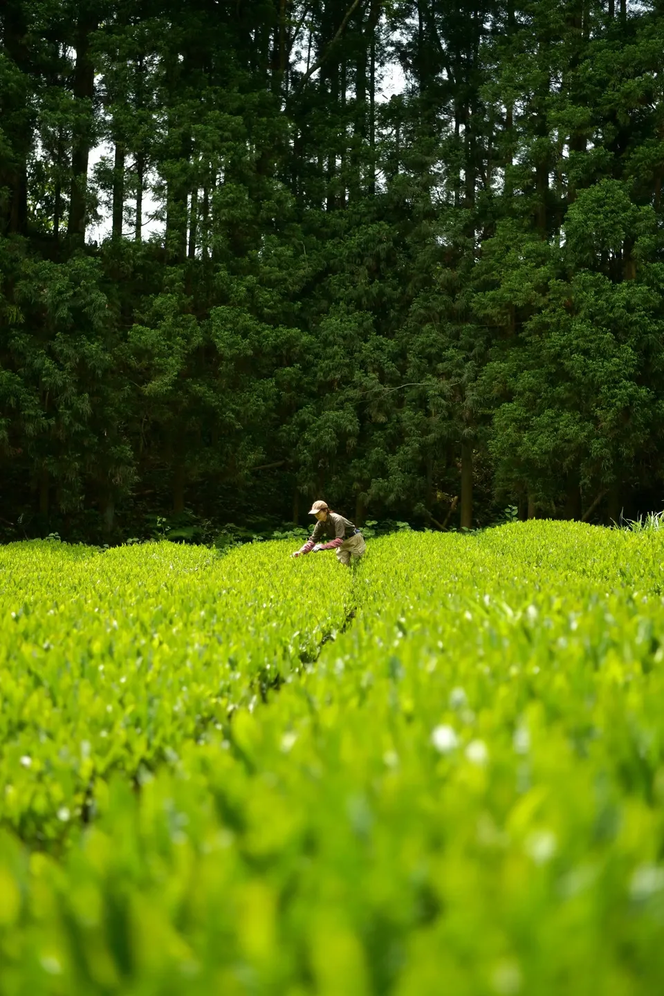 【母の日】新茶ギフト お茶いっぱいセット　農薬・化学肥料を使わず育てた2026年産の新茶（荒茶）詰め合わせ