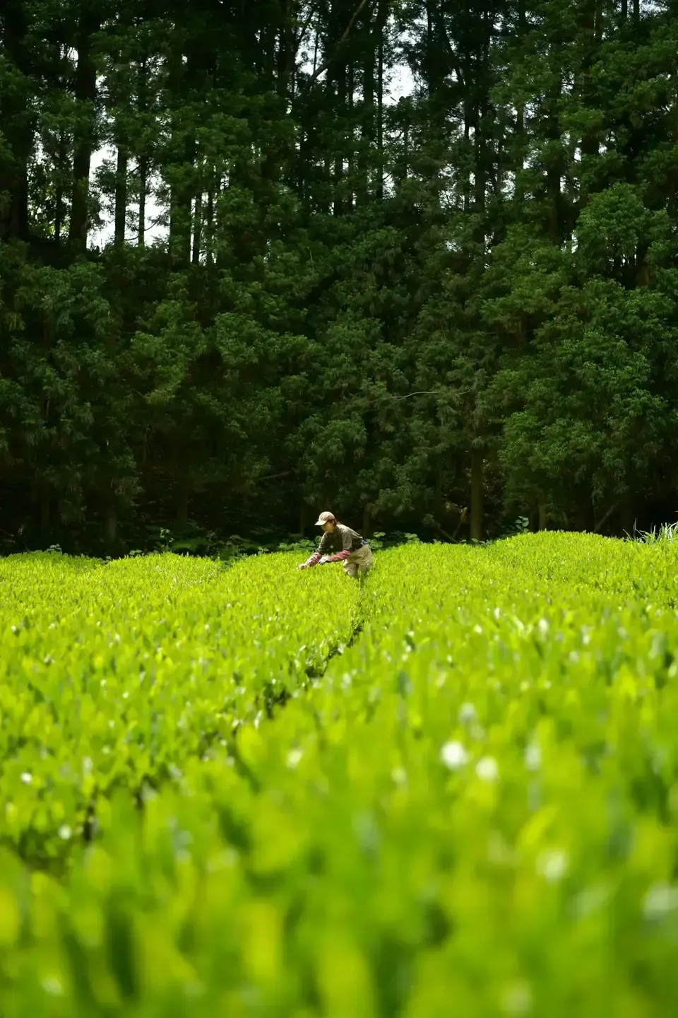 【母の日】新茶ギフト 湯呑みセット　農薬・化学肥料を使わず育てた2026年産の新茶（荒茶）詰め合わせ