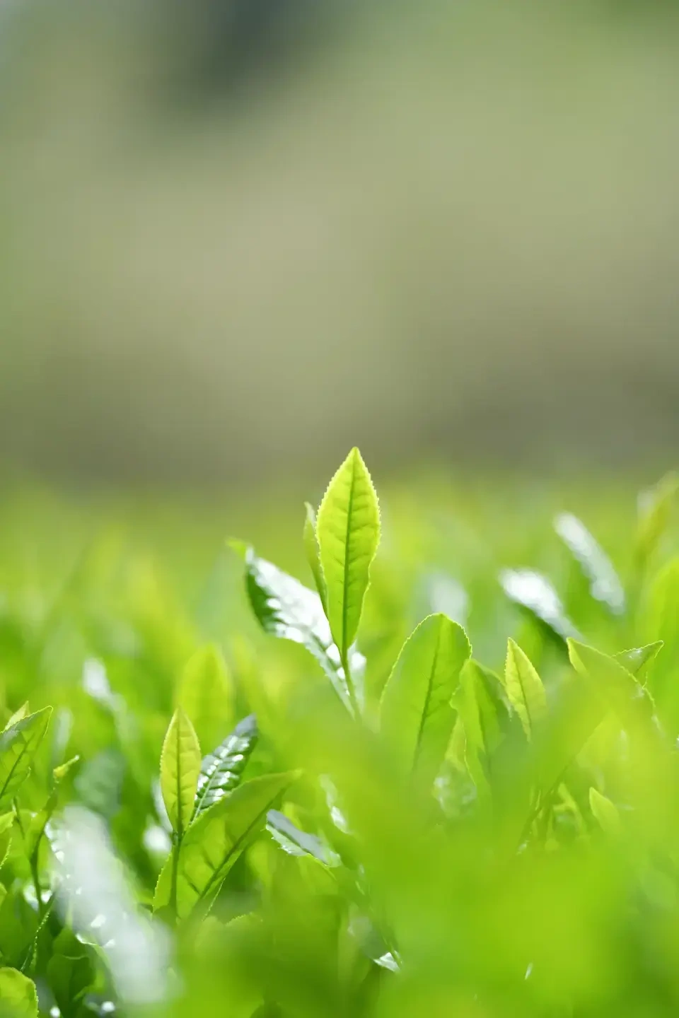 【お中元】有機栽培茶ギフト 4種から選べるセット 農薬を使わずに育てた伊勢度会茶