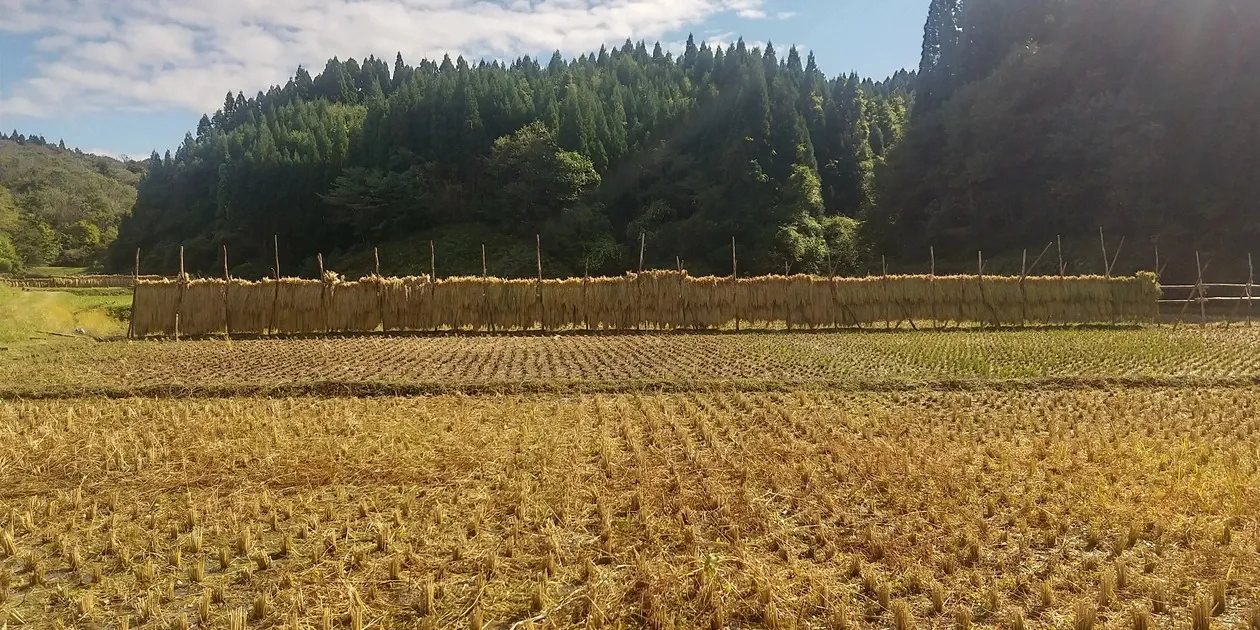 令和8年度産】 天日干し・自然栽培「亀の尾」秋田県産 宮入農場 (秋田