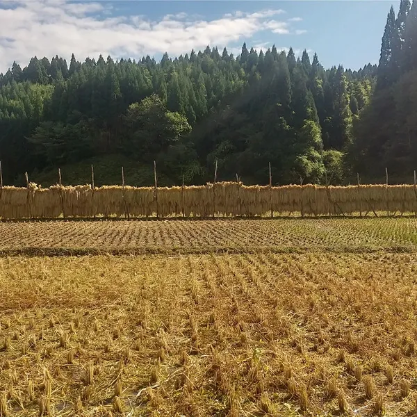 令和8年度産】 天日干し・自然栽培「亀の尾」秋田県産 宮入農場 (秋田