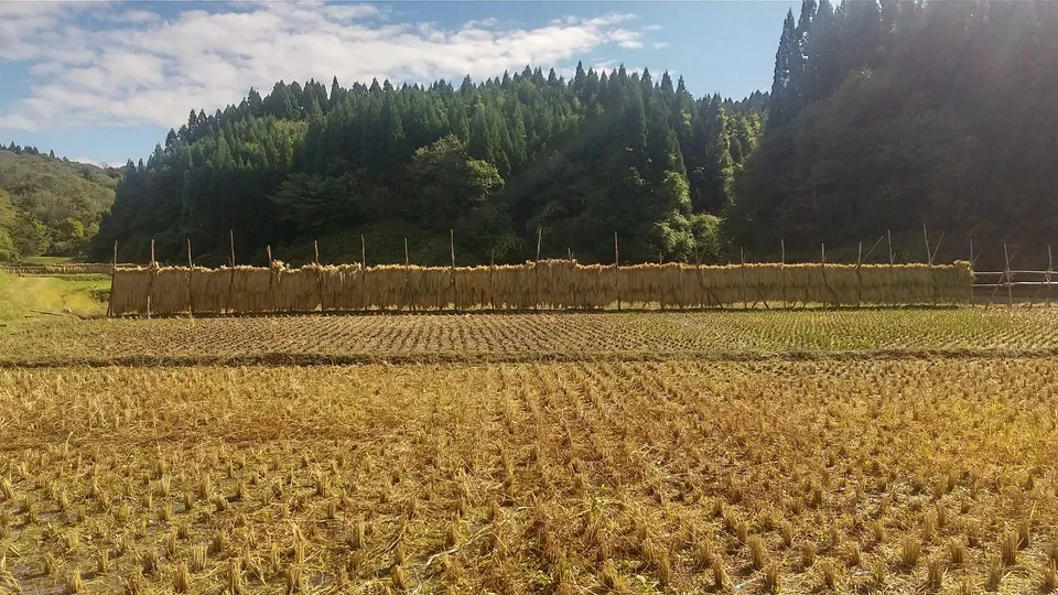 令和8年度産】 天日干し・自然栽培「亀の尾」秋田県産 宮入農場 (秋田