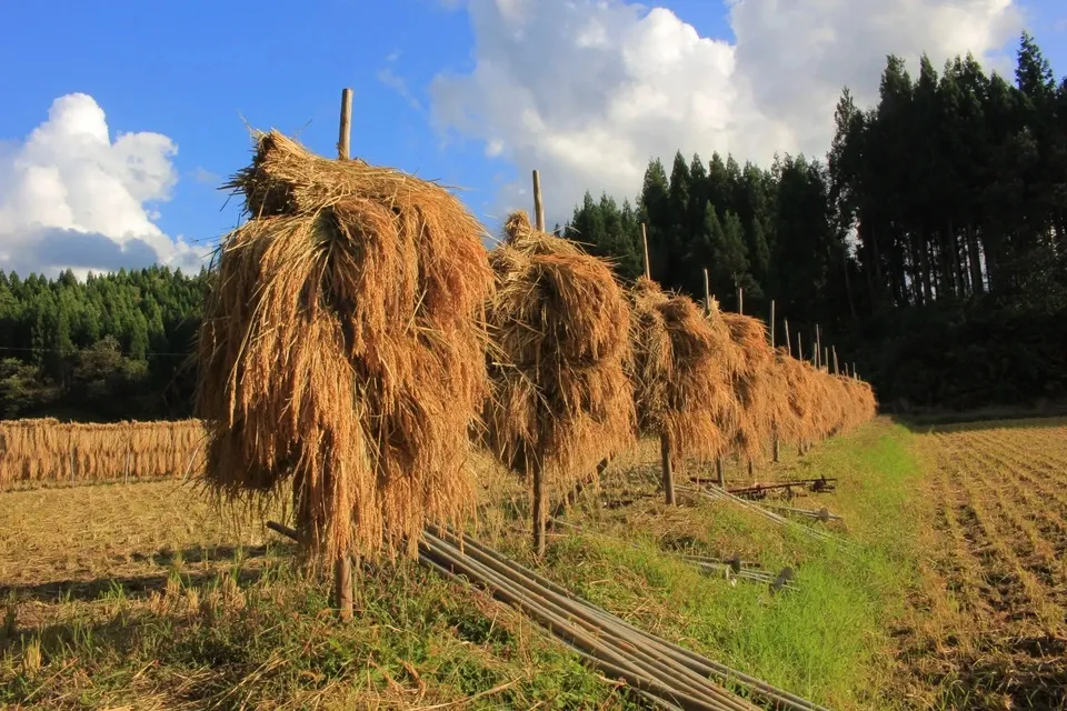 2024 収穫　わら　無肥料　無農薬　自然栽培 2024 収穫 わら 無肥料 無農薬 自然栽培 2024 収穫 わら 無肥料 無農薬