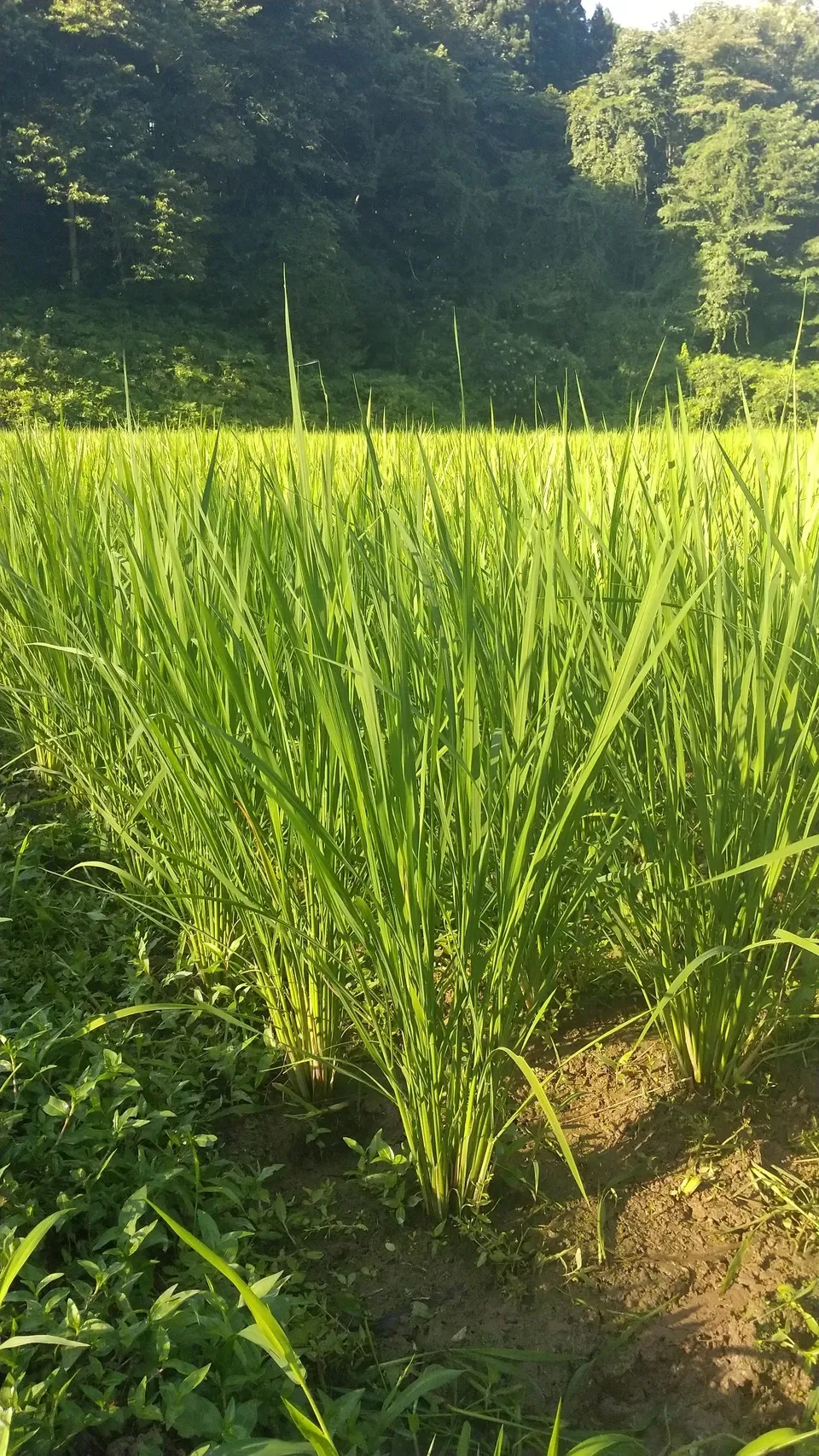 【令和8年度産】 沢の天日干し・自然栽培のお米　品種未指定　秋田県産  商品画像