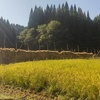 玄米10キロ