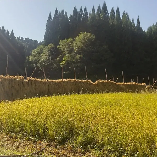 新米】令和7年度産/ 天日干し・自然栽培「ササニシキ」秋田県産