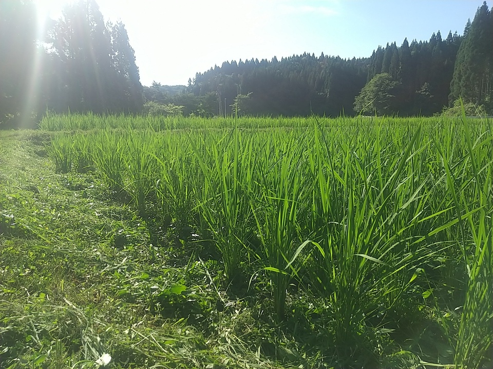 新米】令和7年度産/ 天日干し・自然栽培「亀の尾」秋田県産 宮入農場