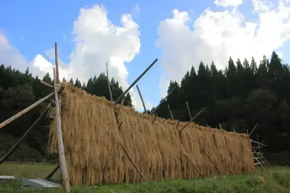 新米】令和7年度産/ 天日干し・自然栽培「ササニシキ」秋田県産