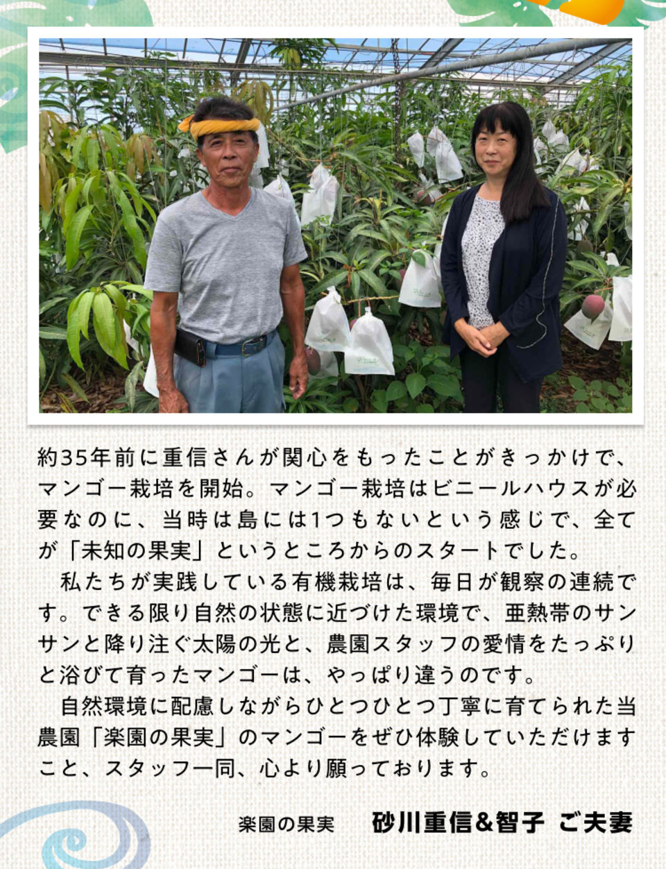 わけあり有機マンゴー