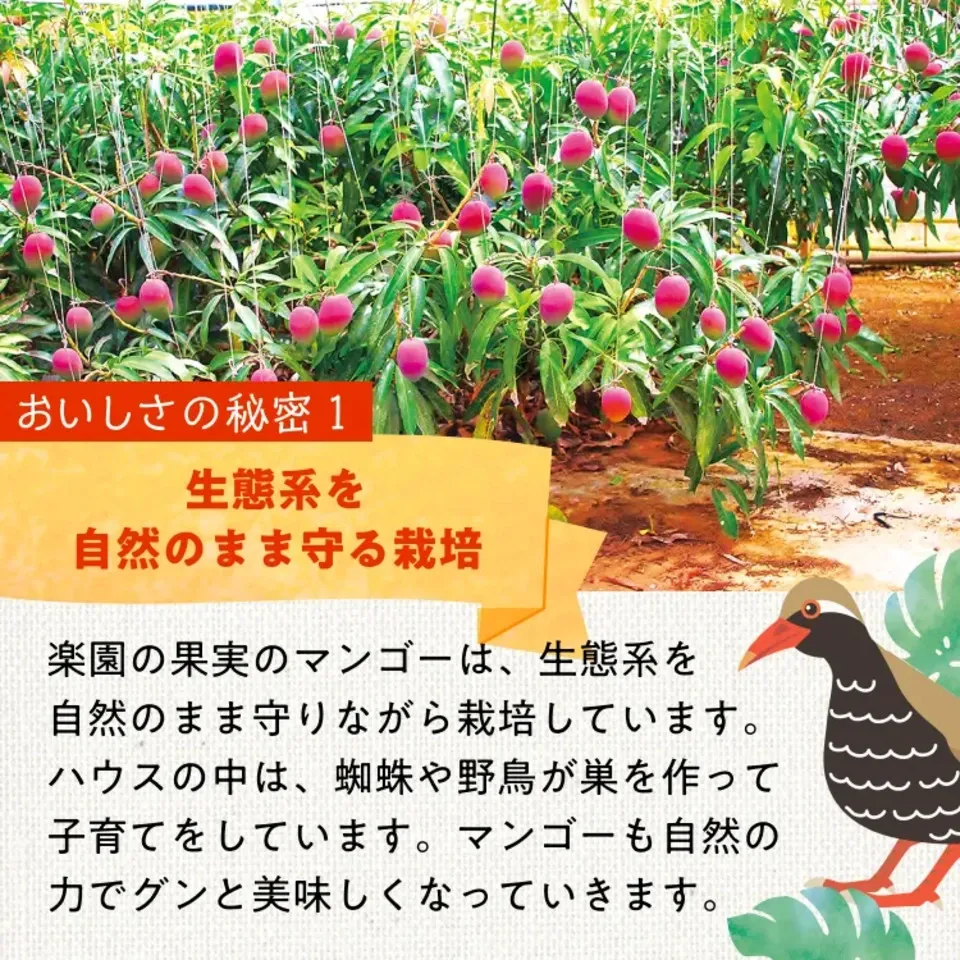 〈箔押し化粧箱〉贈り物におすすめ|有機マンゴー