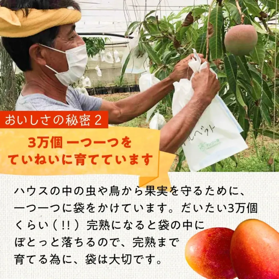 〈箔押し化粧箱〉贈り物におすすめ|有機マンゴー