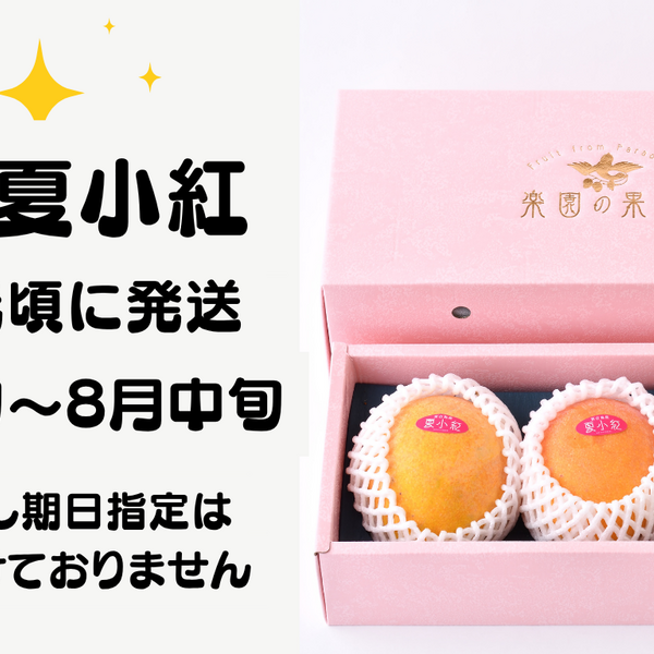 宮古島産 有機マンゴー『夏小紅』《贈答用》1kg（2～3玉） 宮古島未来