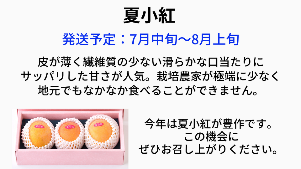 宮古島産　摘果マンゴー（なつこべに）※当日のお支払いよろしくお願いします※ 夏小紅（なつこべに）沖縄産マンゴー │ 沖縄産フルーツの新星