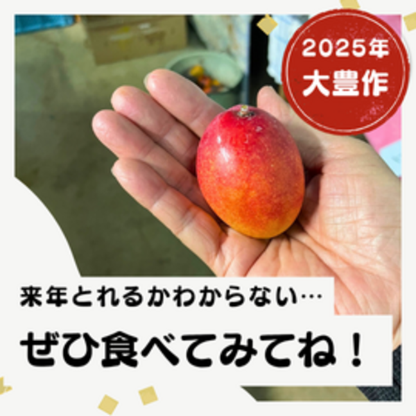 2《無農薬・数量限定・期間限定》宮古島産ピンポンマンゴー約2㎏ クール便 2.1宮古島産 無農薬 ピンポンマンゴー約2.1㎏ - メルカリ