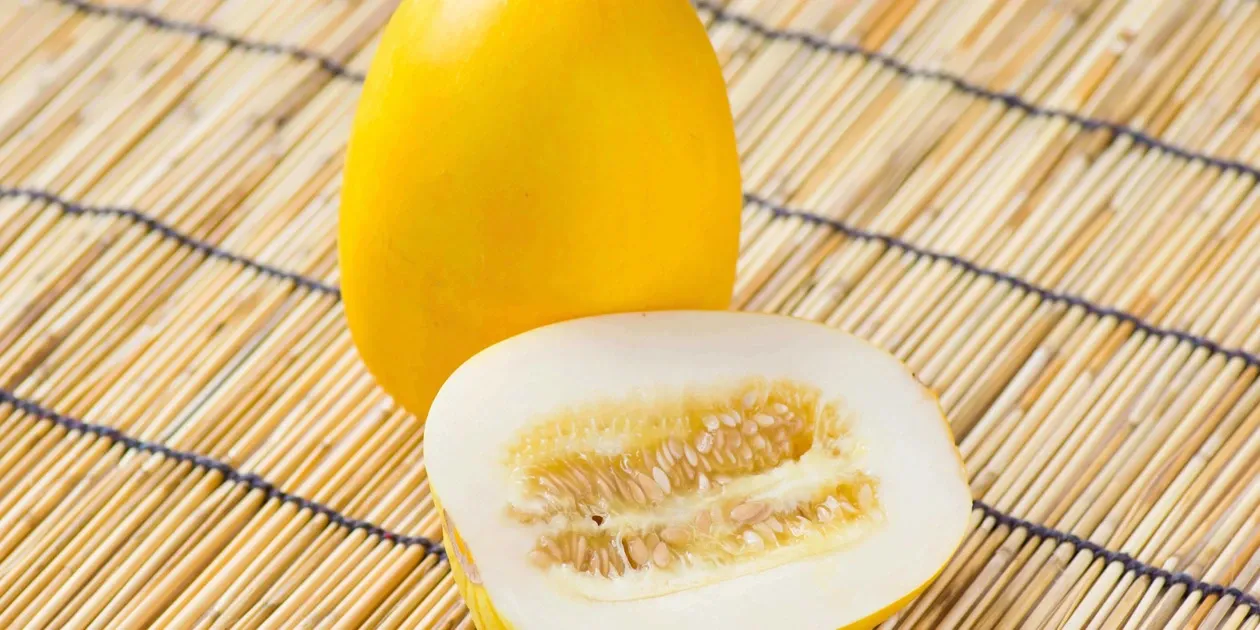 和製メロン】ほんのり上品な甘味 オーガニックマクワウリ もりもり農園