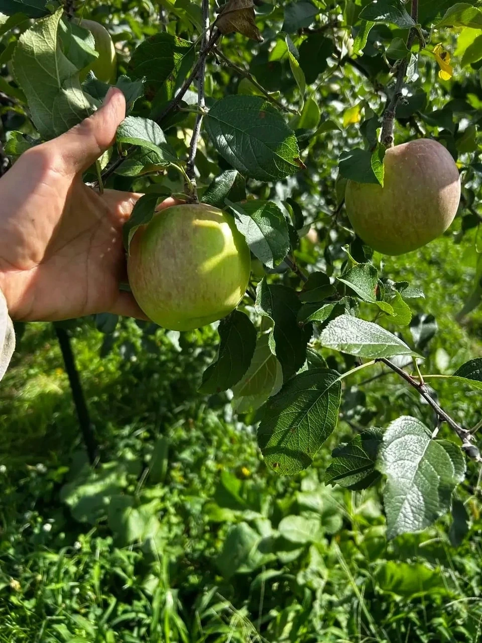 【有機JAS】<ふじ>伊那谷のオーガニックりんご（長野県産）